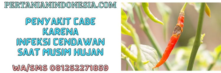 ancaman,gangguan,hambatan,penyakit,jamur,cendawan